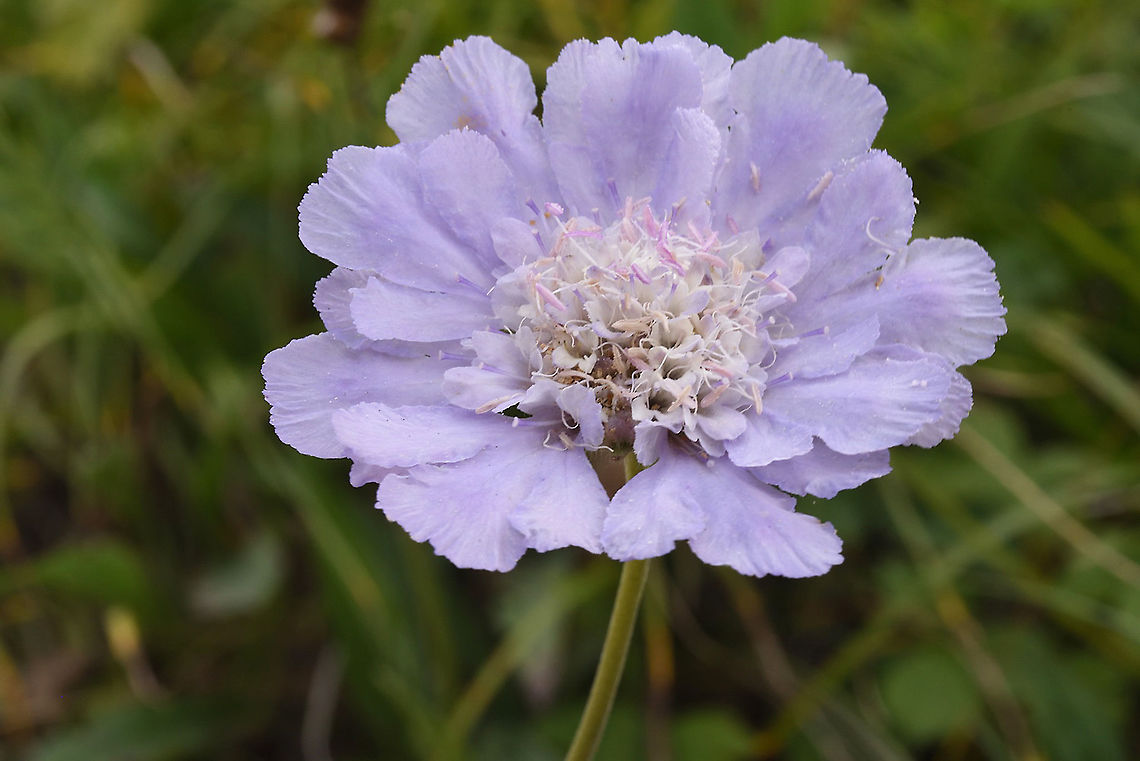 Scabiosa caucasica  Azerbaijan,Geotagged,Scabiosa caucasica,Summer