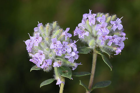 Ziziphora puschkinii Azerbaijan, Shahdag Azerbaijan,Geotagged,Summer,Ziziphora puschkinii