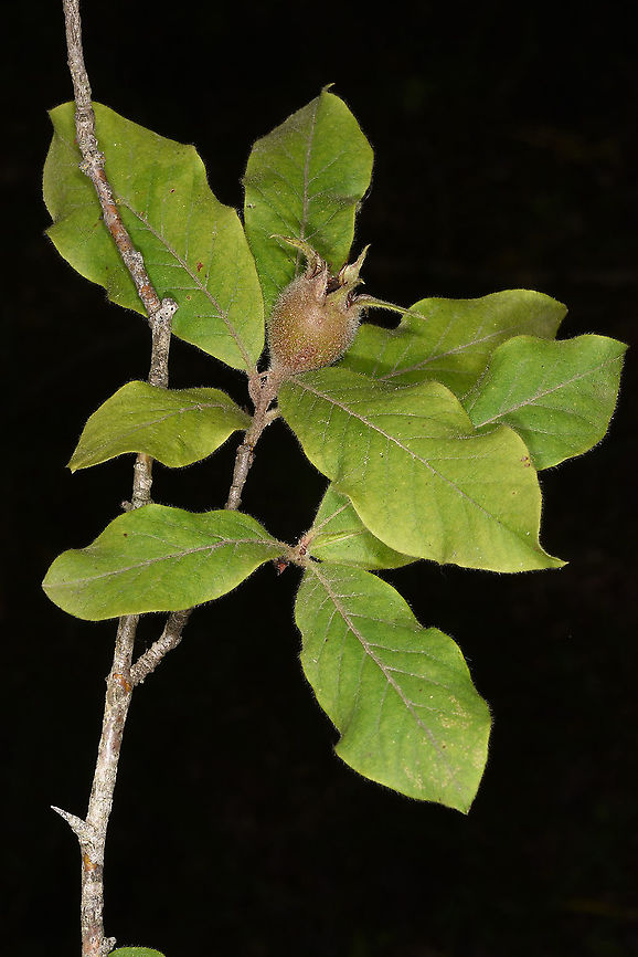 Mespilus germanica  Azerbaijan,Geotagged,Mespilus germanica,Summer