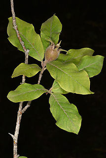 Mespilus germanica  Azerbaijan,Geotagged,Mespilus germanica,Summer
