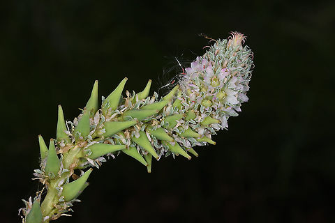 Myricaria bracteata Azerbaijan, Shahdag Azerbaijan,Geotagged,Myricaria bracteata,Summer