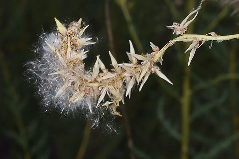 Myricaria bracteata Azerbaijan, Shahdag Azerbaijan,Geotagged,Myricaria bracteata,Summer