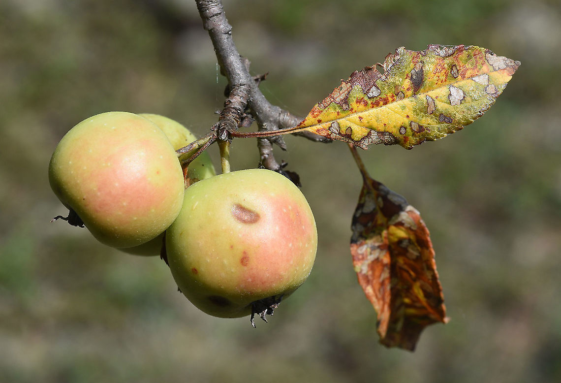 Malus orientalis Azerbaijan: Shahdag - Quba road Azerbaijan,Geotagged,Malus orientalis,Summer