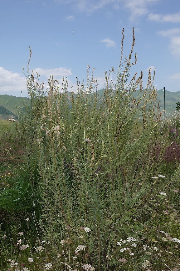 Myricaria bracteata Azerbaijan, Shahdag Azerbaijan,Geotagged,Myricaria bracteata,Summer
