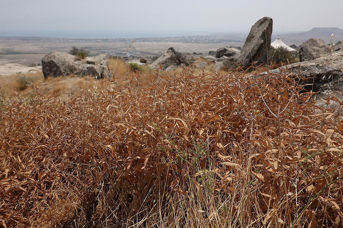 Phlomis pungens Azerbaijan: Gobustan Azerbaijan,Geotagged,Phlomis pungens,Summer