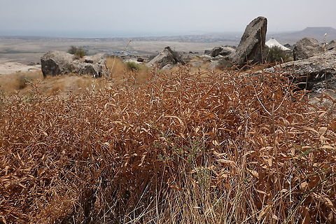 Phlomis pungens Azerbaijan: Gobustan Azerbaijan,Geotagged,Phlomis pungens,Summer