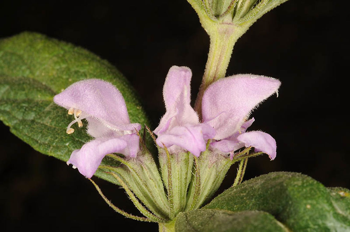 Phlomis pungens S Golan, Mevo HHama forest - near Ein Taufik Phlomis pungens