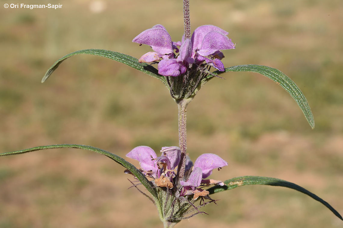 Phlomis pungens Israel, Mt Amsa Geotagged,Israel,Phlomis pungens,Spring
