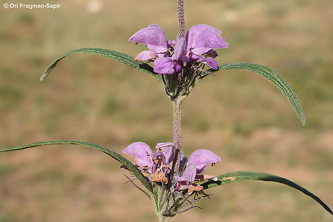 Phlomis pungens Israel, Mt Amsa Geotagged,Israel,Phlomis pungens,Spring