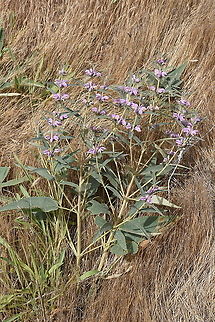 Phlomis pungens Israel, Mt Amsa Geotagged,Israel,Phlomis pungens,Spring
