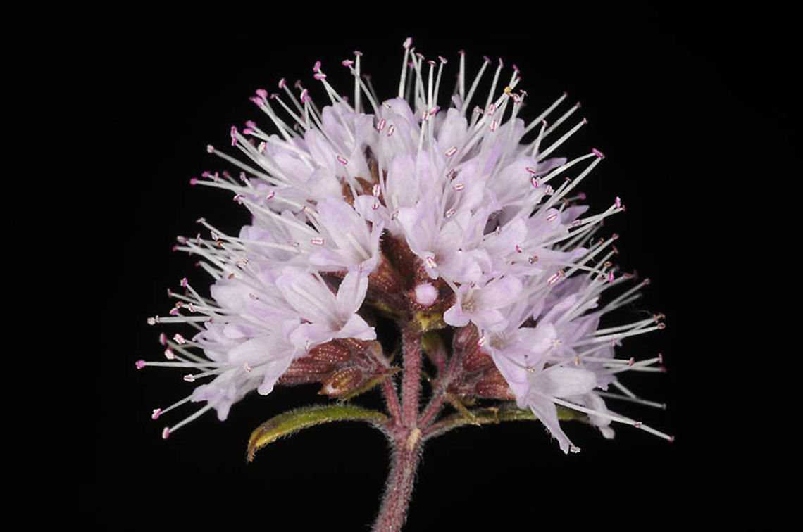 Mentha aquatica   Mentha aquatica,Water mint