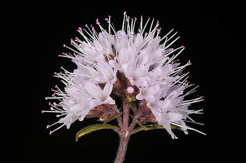 Mentha aquatica   Mentha aquatica,Water mint
