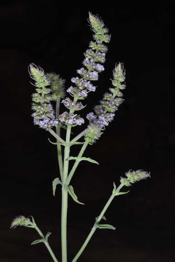 Mentha longifolia S Jordan, Wadi Rum, near Rum village Geotagged,Jordan,Mentha longifolia,Spring