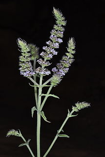 Mentha longifolia S Jordan, Wadi Rum, near Rum village Geotagged,Jordan,Mentha longifolia,Spring