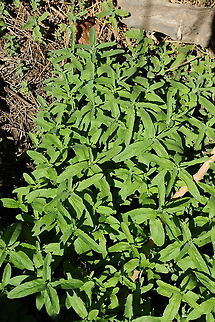 Mentha longifolia S Jordan, Wadi Rum Mentha longifolia