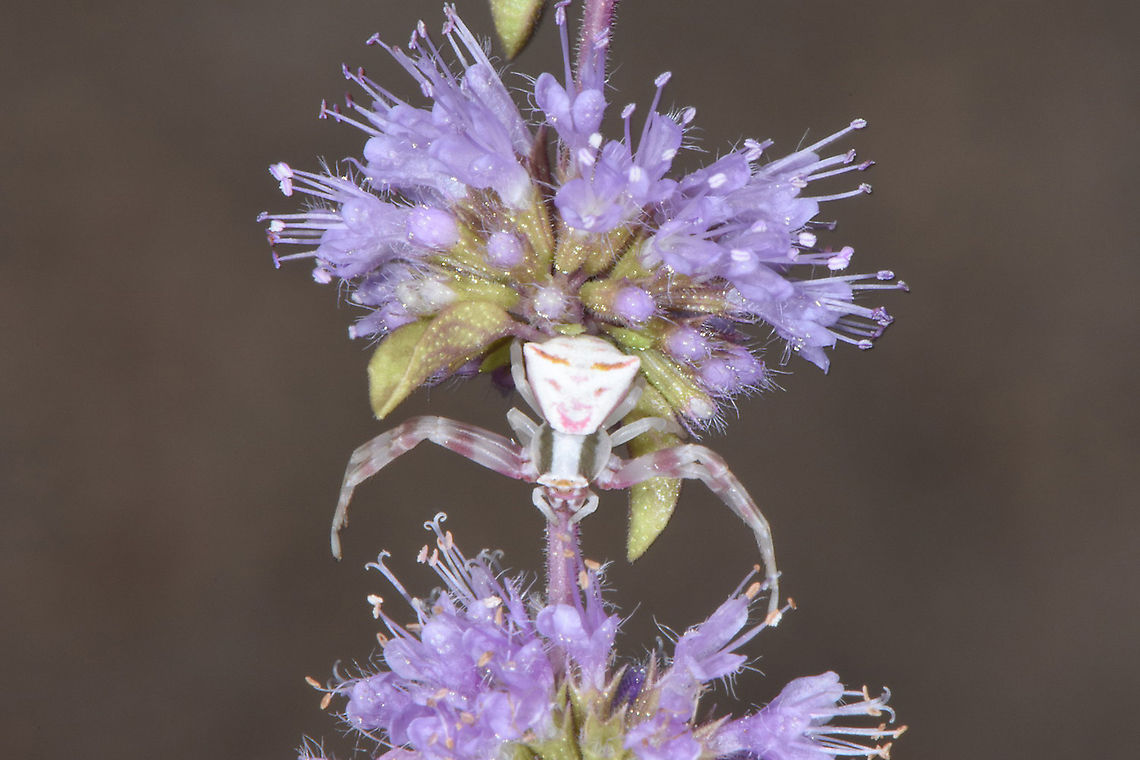 Mentha pulegium Jerusalem Botanical Gardens Mentha pulegium,Pennyroyal