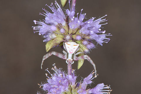 Mentha pulegium Jerusalem Botanical Gardens Mentha pulegium,Pennyroyal