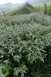 Mentha longifolia Azerbaijan, Shahdag Azerbaijan,Geotagged,Mentha longifolia,Summer