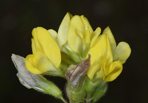 Medicago falcata Azerbaijan, Shahdag Azerbaijan,Geotagged,Medicago falcata,Summer