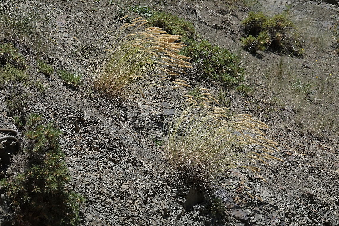 Melica transsilvanica Azerbaijan: road tyo Khinalik Azerbaijan,Geotagged,Melica transsilvanica,Summer
