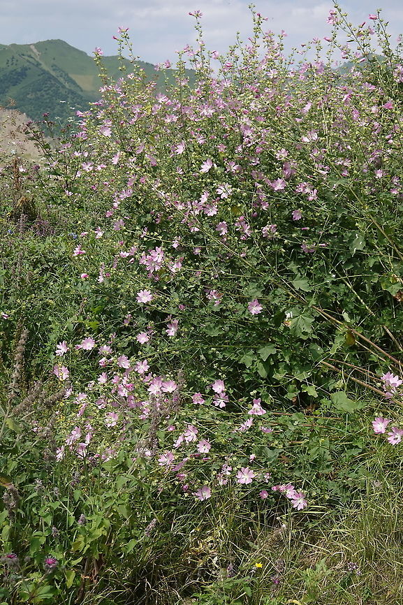 Lavatera thuringiaca Azerbaijan, Shahdag Azerbaijan,Geotagged,Lavatera thuringiaca,Summer