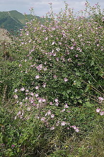 Lavatera thuringiaca Azerbaijan, Shahdag Azerbaijan,Geotagged,Lavatera thuringiaca,Summer