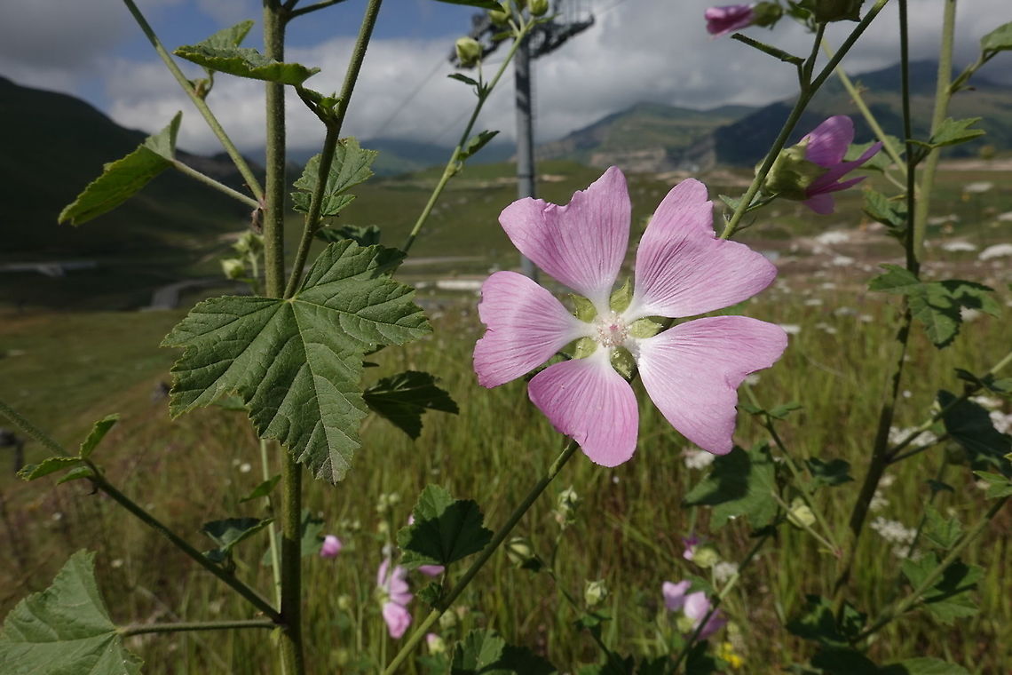 Lavatera thuringiaca Azerbaijan, Shahdag Azerbaijan,Geotagged,Lavatera thuringiaca,Summer