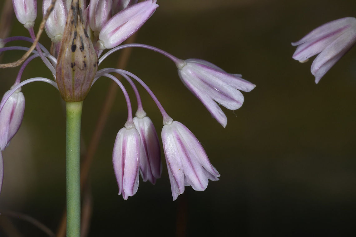 Allium kunthianum Azerbaijan, Shahdag Allium kunthianum