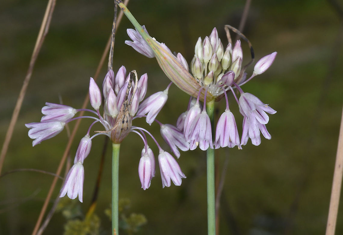 Allium kunthianum Azerbaijan, Shahdag Allium kunthianum,Azerbaijan,Geotagged,Summer