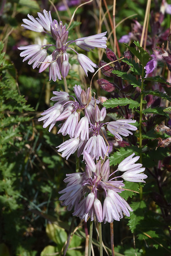 Allium kunthianum Azerbaijan, Shahdag Allium kunthianum,Azerbaijan,Geotagged,Summer