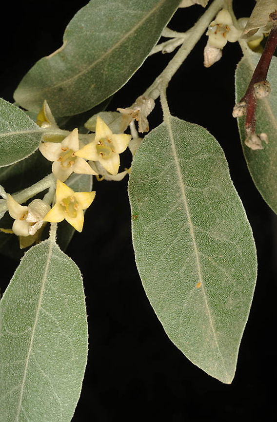 Elaeagnus angustifolia Armenia, Khosrov Reserve Elaeagnus angustifolia,Russian olive