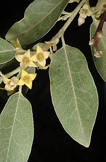 Elaeagnus angustifolia Armenia, Khosrov Reserve Elaeagnus angustifolia,Russian olive