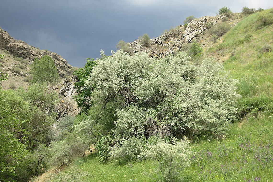 Elaeagnus angustifolia Armenia, Khosrov Reserve Armenia,Elaeagnus angustifolia,Geotagged,Russian olive,Spring
