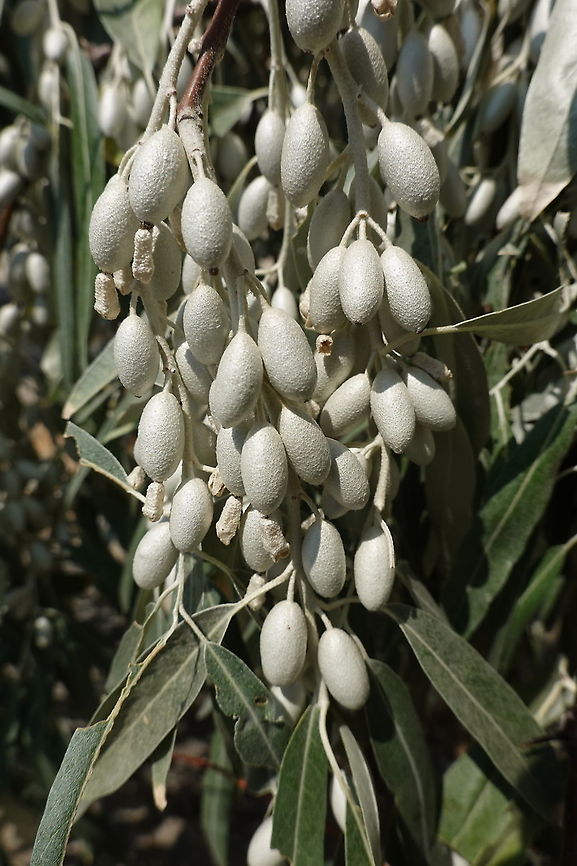 Elaeagnus angustifolia Azerbaijan: Gobustan Azerbaijan,Elaeagnus angustifolia,Geotagged,Russian olive,Summer