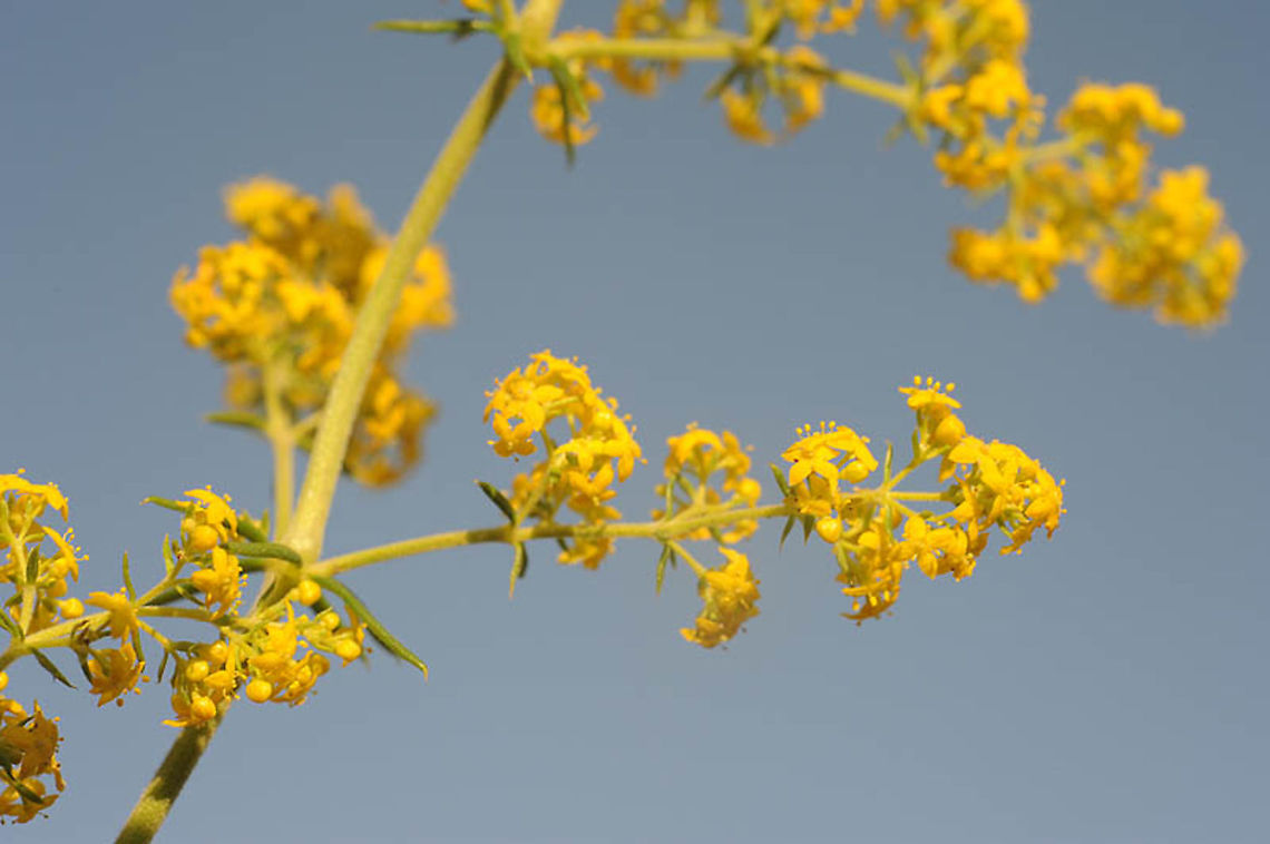 Galium verum S Armenia, Goris Galium verum,Lady's bedstraw