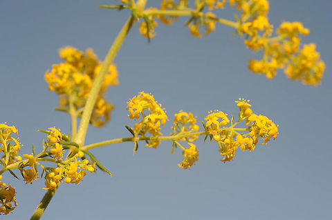 Galium verum S Armenia, Goris Galium verum,Lady's bedstraw