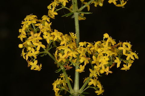 Galium verum Azerbaijan, Shahdag Azerbaijan,Galium verum,Geotagged,Lady's bedstraw,Summer