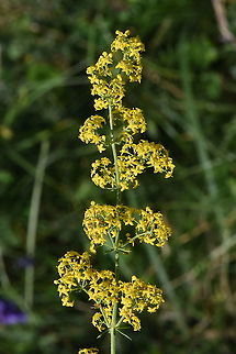 Galium verum Azerbaijan, Shahdag Azerbaijan,Galium verum,Geotagged,Lady's bedstraw,Summer