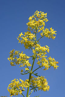 Galium verum Armenia, Ughtasar Mts Galium verum,Lady's bedstraw