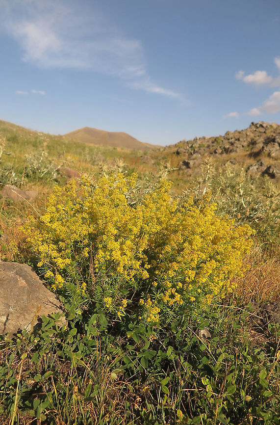 Galium verum Armenia, Ughtasar Mts Galium verum,Lady's bedstraw