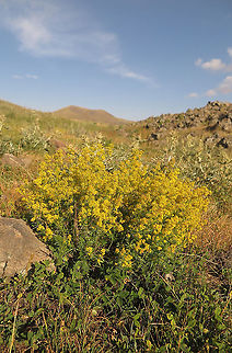 Galium verum Armenia, Ughtasar Mts Galium verum,Lady's bedstraw