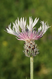 Centaurea triumfetti Armenia, Mt Aragatz, Ambert castle Centaurea triumfettii