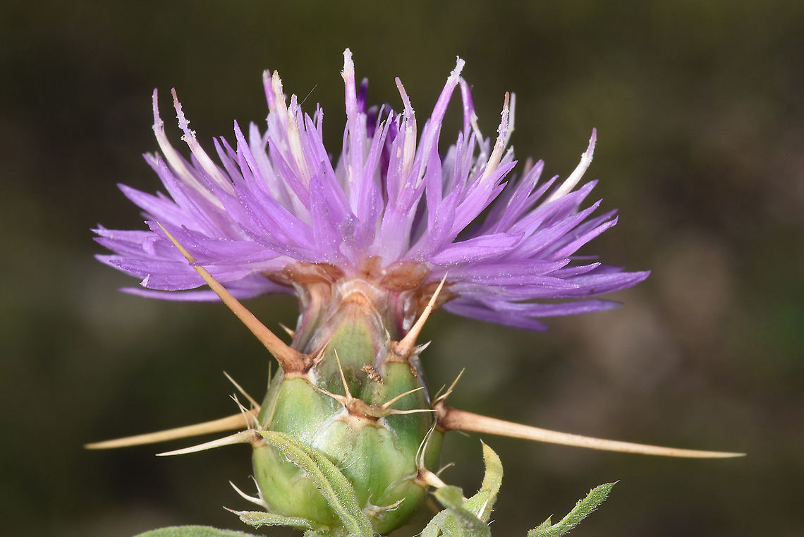 Centaurea iberica Azerbaijan, Shahdag Azerbaijan,Centaurea iberica,Geotagged,Iberian knapweed,Summer