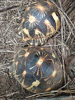 Astrochelys radiata  Astrochelys radiata,Geotagged,Madagascar,Radiated tortoise,Spring