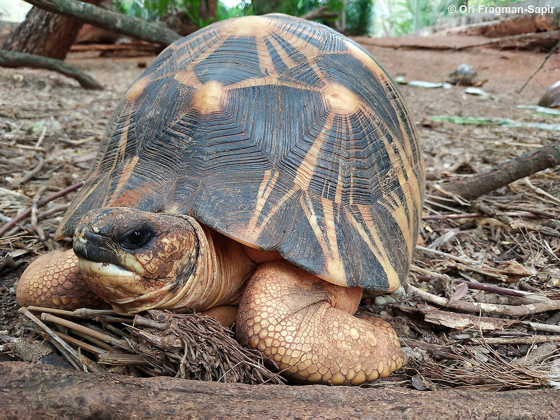 Astrochelys radiata  Astrochelys radiata,Geotagged,Madagascar,Radiated tortoise,Spring