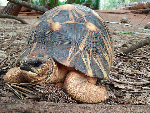 Radiated tortoise
