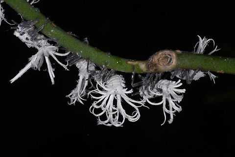 Flatida rosea Madagascar, Berenty Flatida rosea,Geotagged,Madagascan Flatid Leaf-Bug,Madagascar,Phromnia rosea,Spring