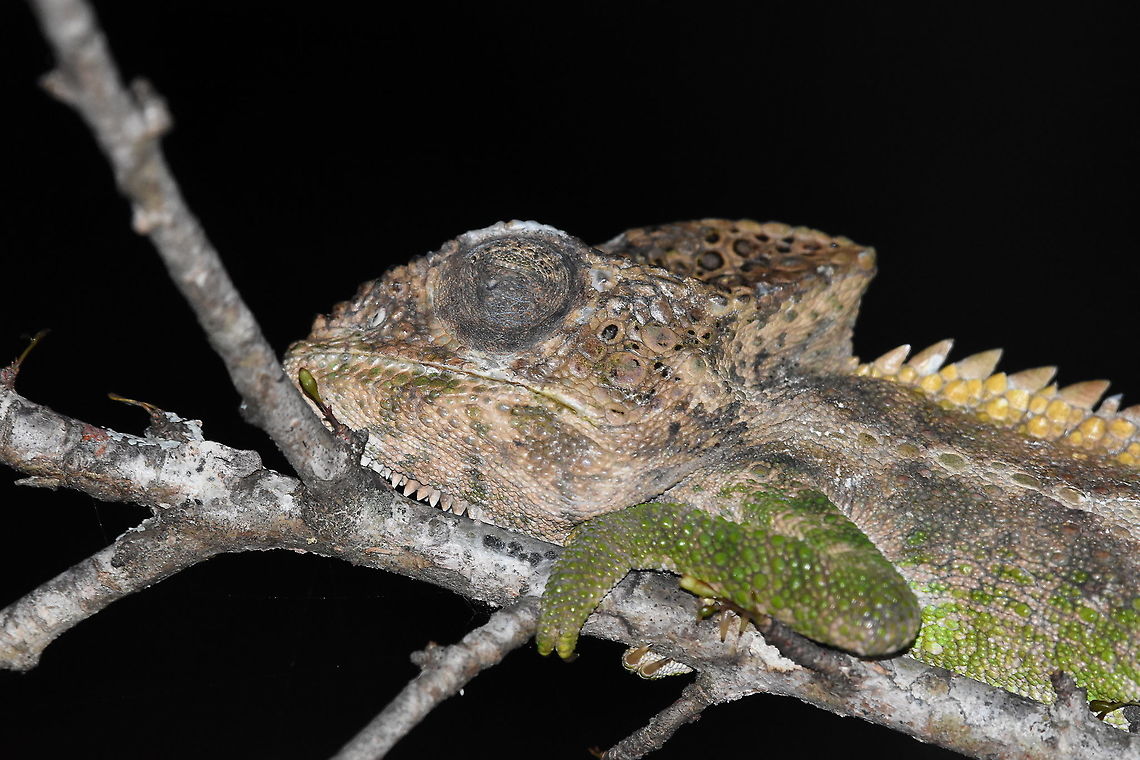 Furcifer verrucosus Madagascar, Berenty Furcifer verrucosus,Geotagged,Madagascar,Spring