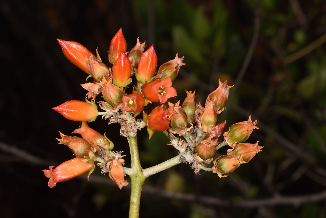 Kalanchoe linearifolia Madagascar, road to Berenty Geotagged,Kalanchoe linearifolia,Madagascar,Spring