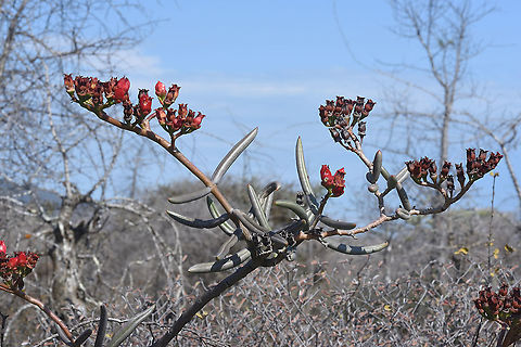 Kalanchoe linearifolia  Geotagged,Kalanchoe linearifolia,Madagascar,Spring